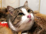 Nmaų ieško mielas katinėlis Čipsas (9)