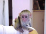 Namuose užauginta kapucinų beždžionėlė laisva