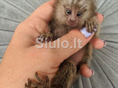 Gražios beždžionės marmozetės