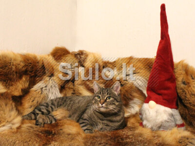 Labai draugiška, jauna sterilizuota katytė ieško namų