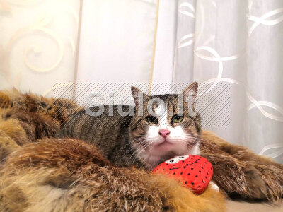 Nmaų ieško mielas katinėlis Čipsas