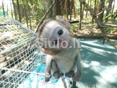 Mielos kapucinų beždžionėlės laisvos