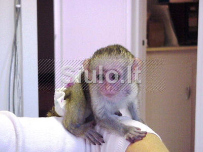 Namuose užauginta kapucinų beždžionėlė laisva