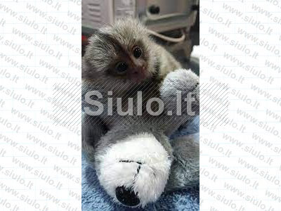 Parduodami beždžionėlių jaunikliai