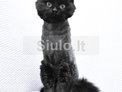 Dovanoju labai gražų katinėlį