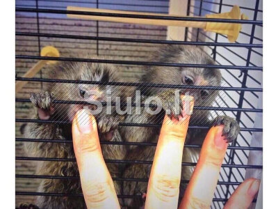 Parduodami marmozečių beždžionėlių jaunikliai