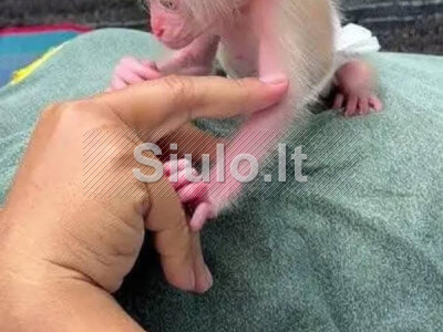 Mieli kapucinai parduodami