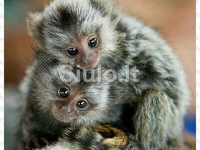 Parduodamos protingos marmozečių beždžionėlės
