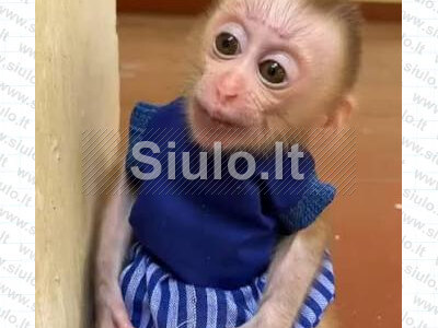 Parduodama sveika kapucino beždžionėlė